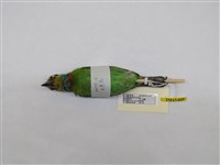 藏品(五色鳥)的圖片